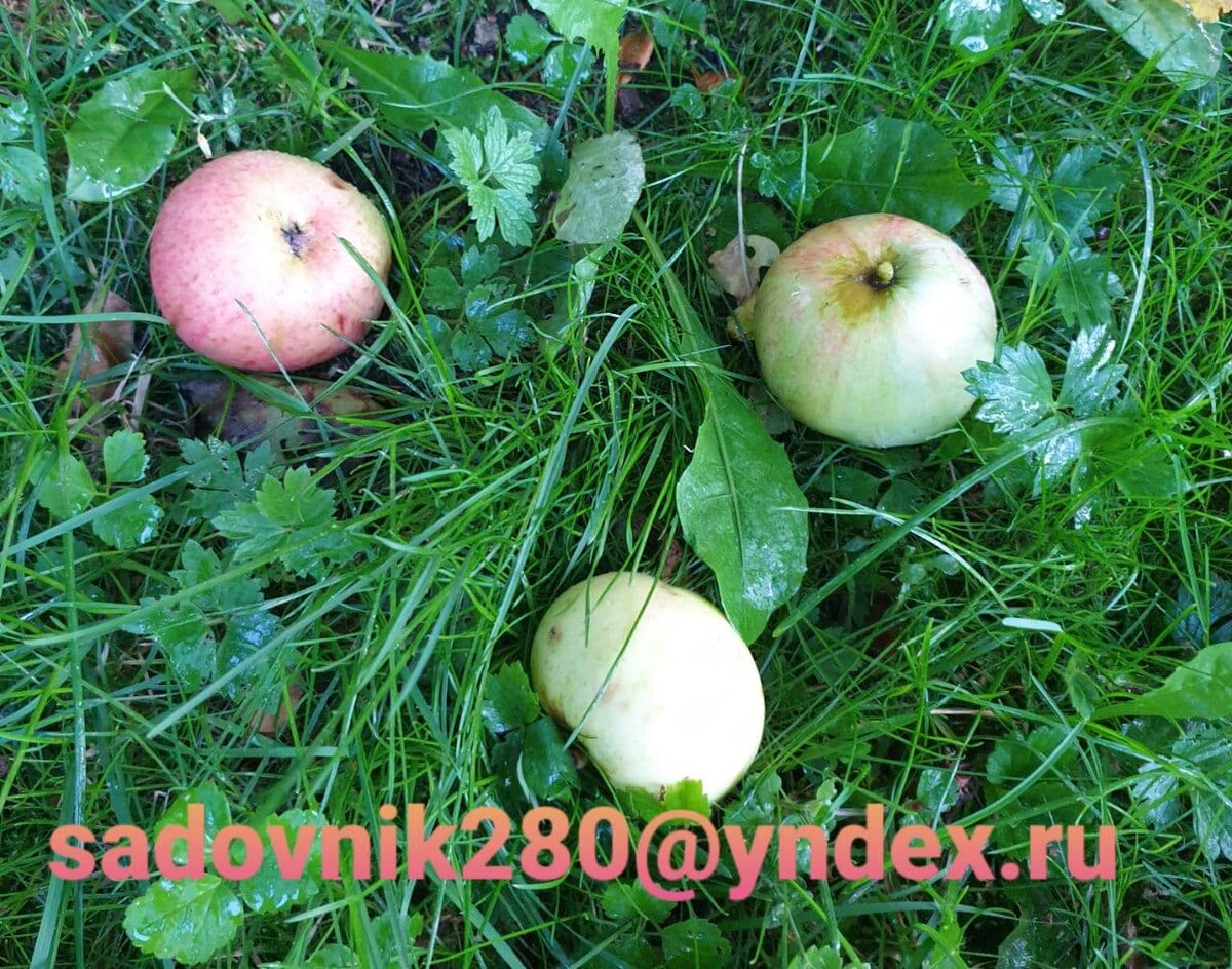 Фото автора Алесад.