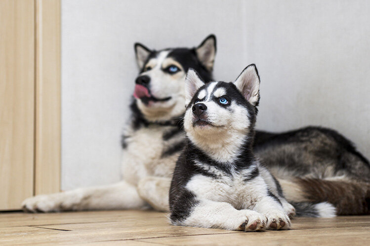Открыть изображение в: istockphoto.com; Автор: Andrii Zorii; Источник: Getty mages/iStockphoto
