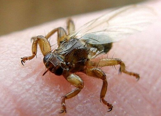 Лосиная муха, оленья кровососка. Фото из открытого доступа