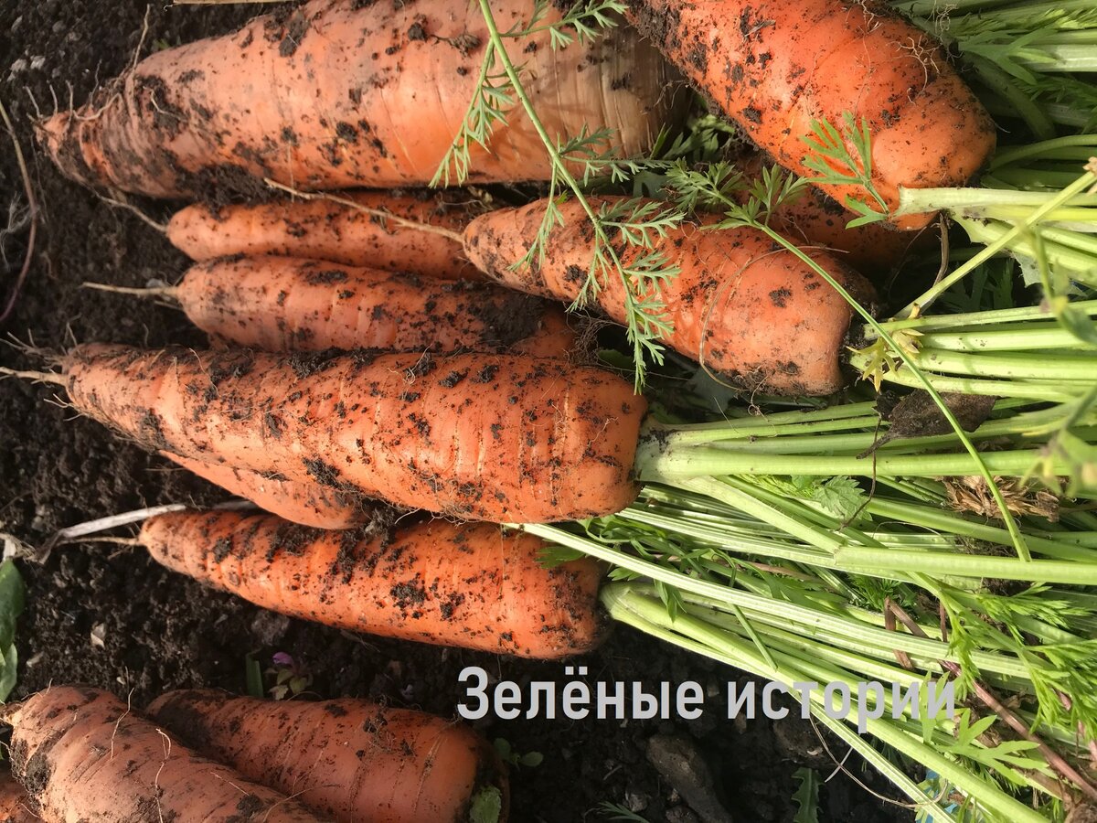 Простейший способ хранения моркови в пакете: мама смеялась надо мной, а  сейчас сама так же делает | Зелёные истории | Дзен