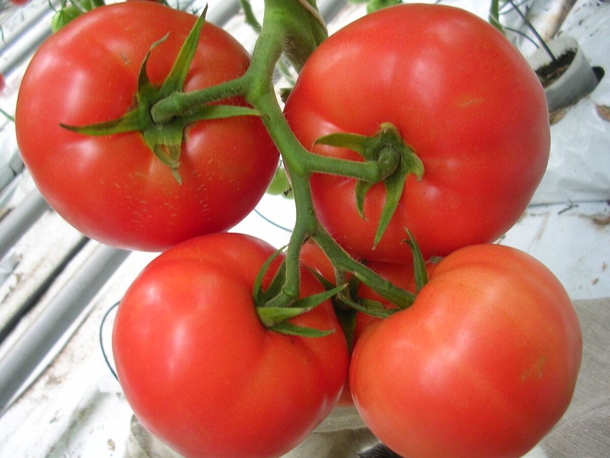 Томат "Лежебок" от ГАВРИШ