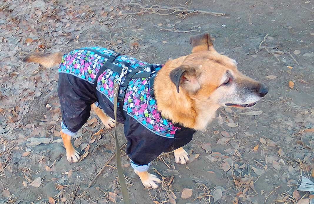 Д.Р. у меня. А подарок получила Голди)))