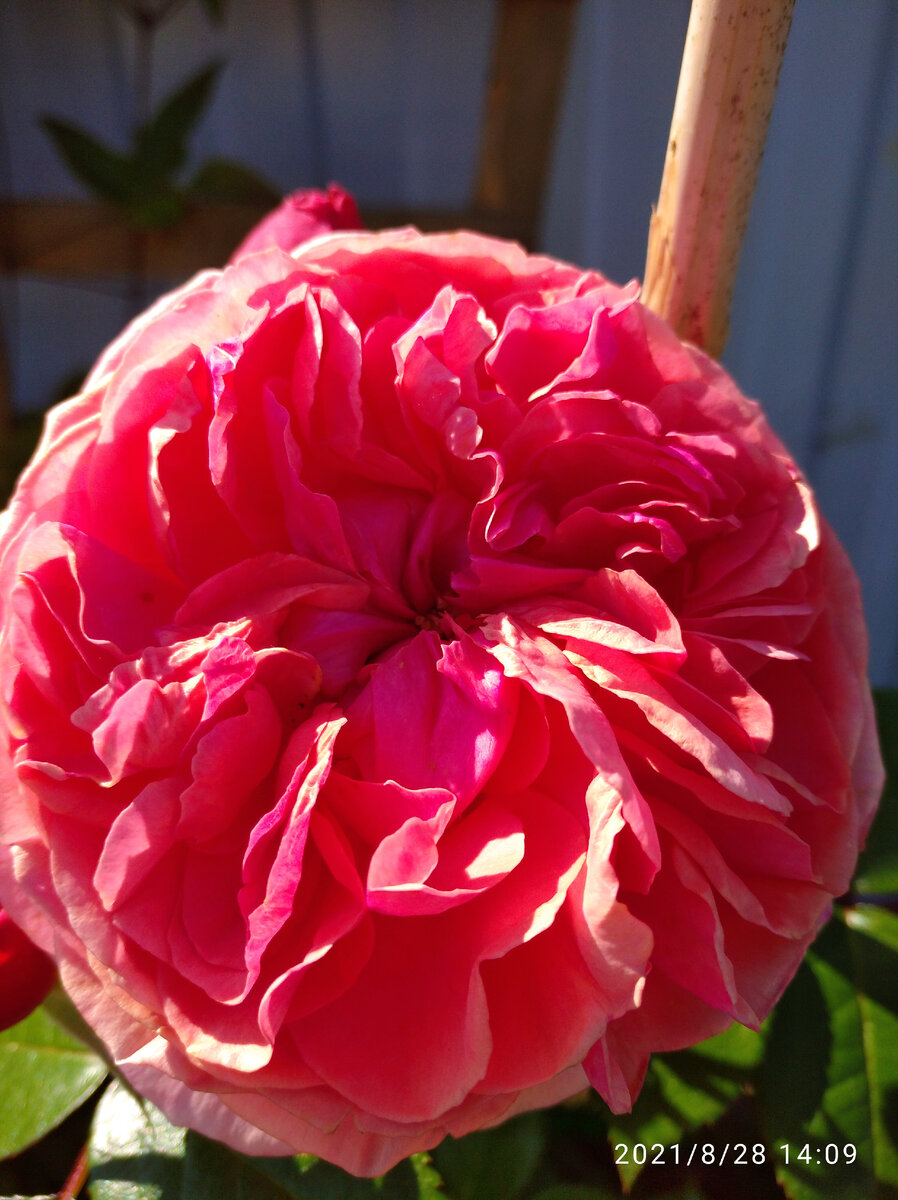 Роза ЧИППЕНДЕЙЛ/Chippendale от Tantau | Цветочная Рапсодия | Дзен