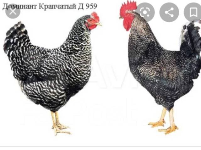 Фото из интернета