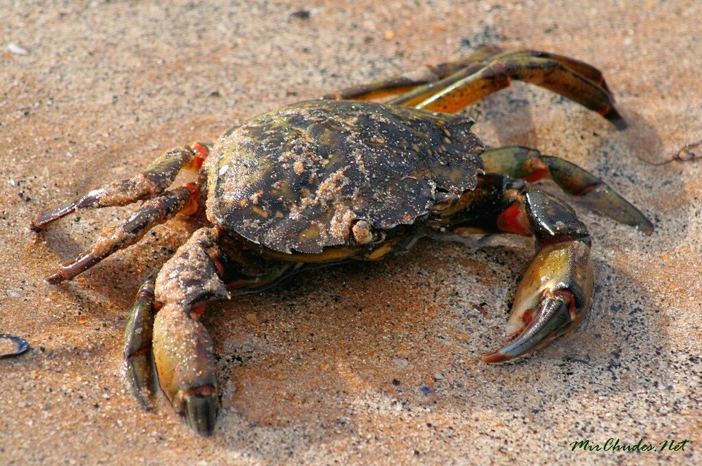 Фото: mirchudes.net