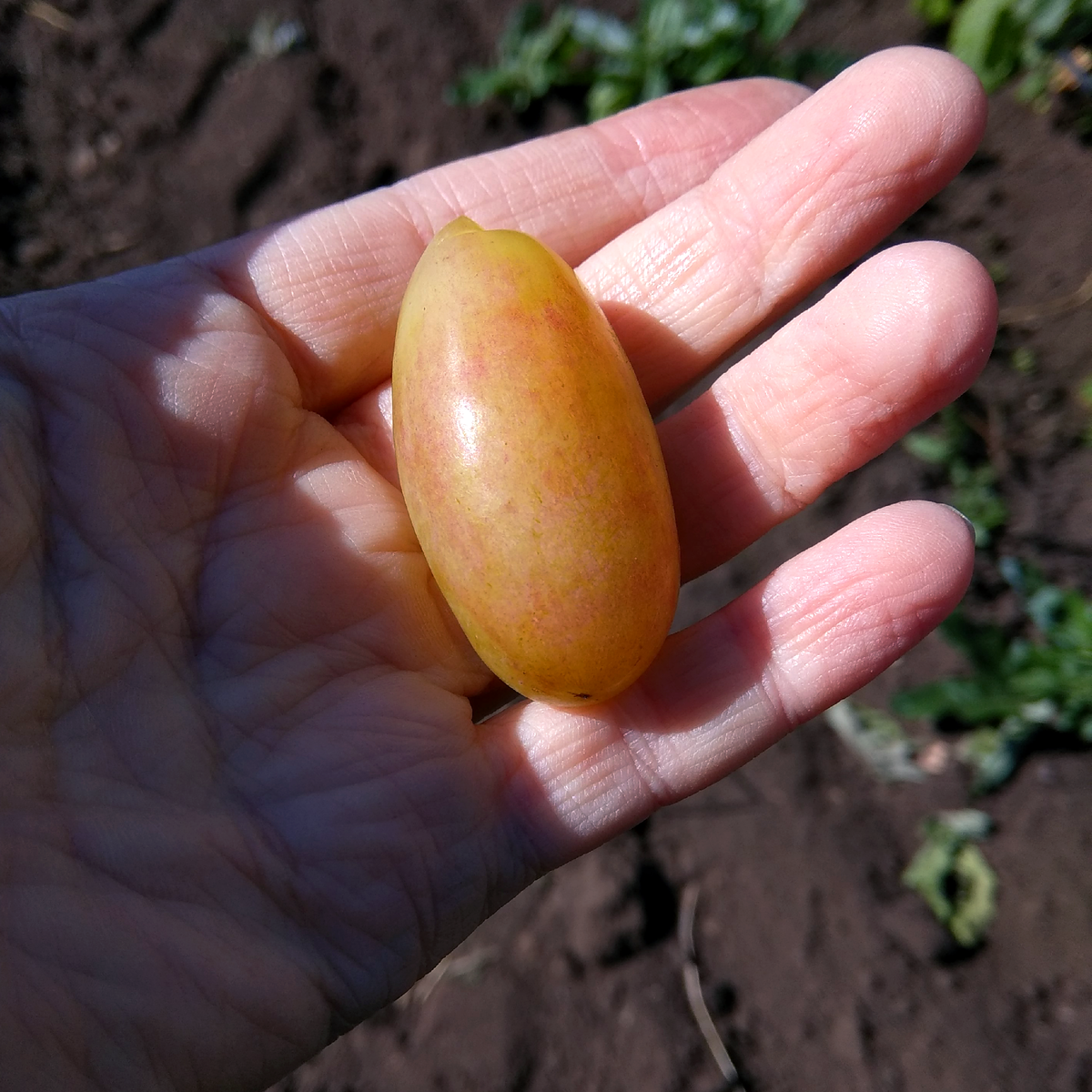 Юбилей Новочеркасска. Сколково. 2019 г.