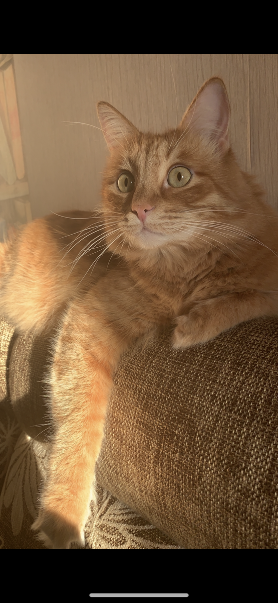 Вот такой он вырос, 7,5 кг рыжего счастья и это не считая меха😊