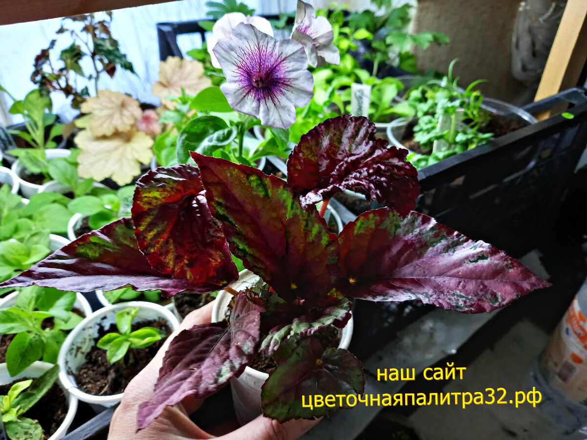 Достаем бегонию со  стеллажа ,пока она жила именно там . 