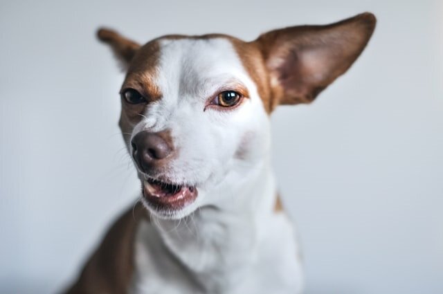 Photo by Isabel Vittrup-Pallier on Unsplash