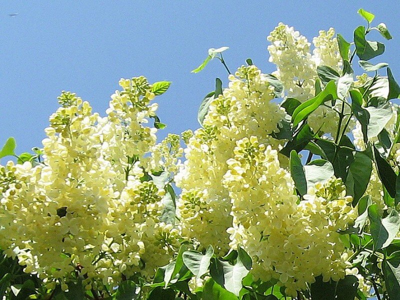 Сирень "Примроуз". Фото из открытых источников