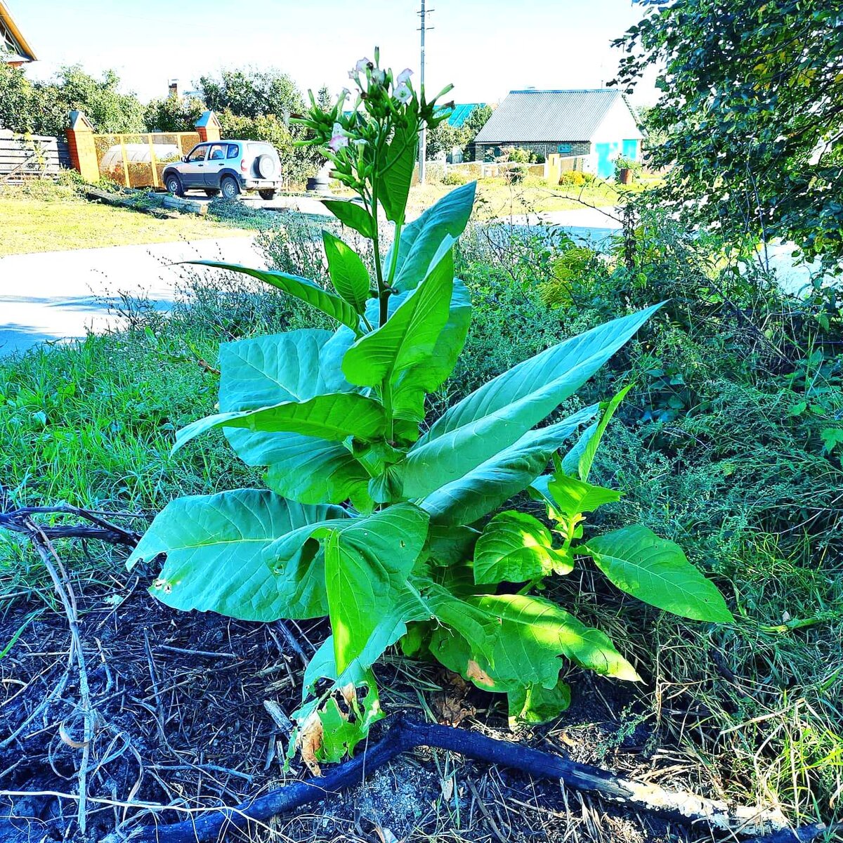Куст Гаваны случайно вырос перед моим домом.