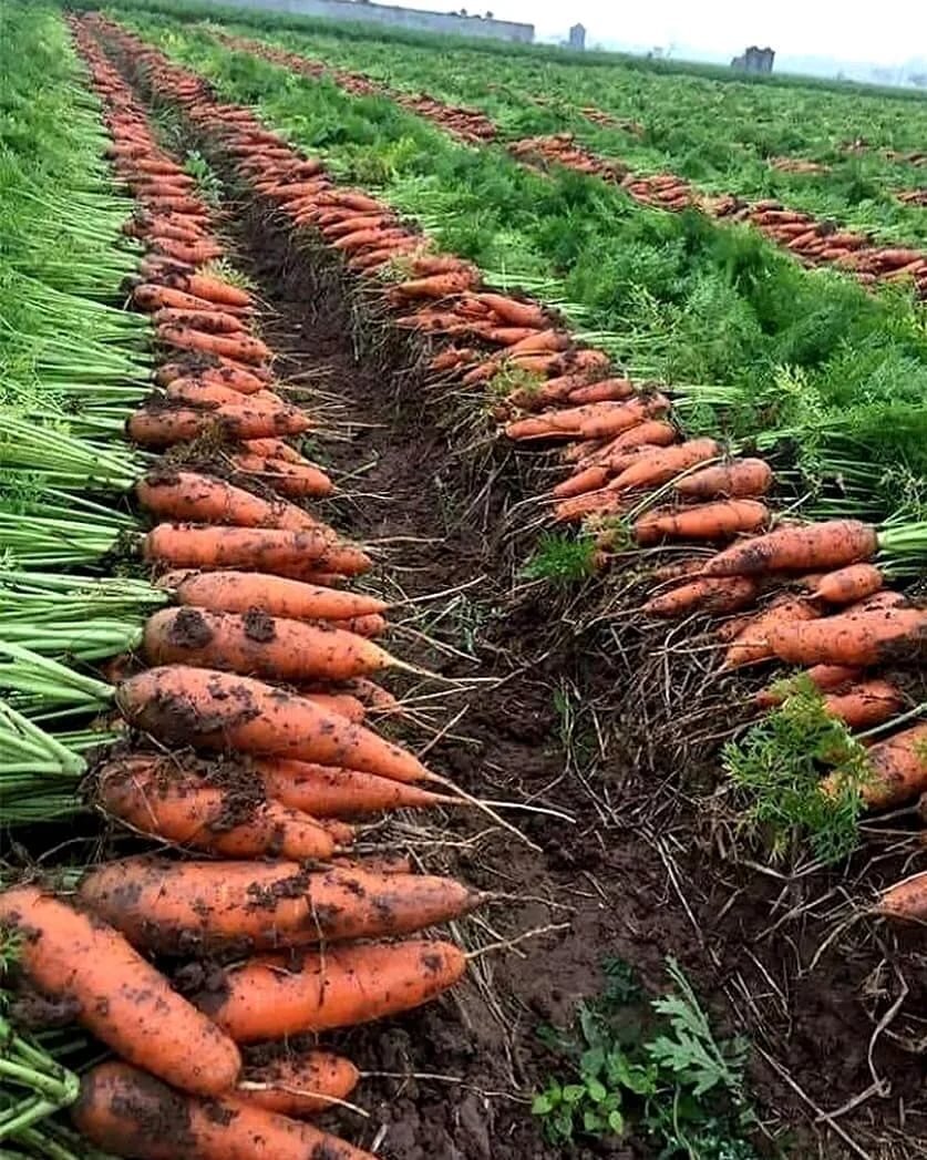 Морковь за которой ухаживали. Фото из открытых источников. 
