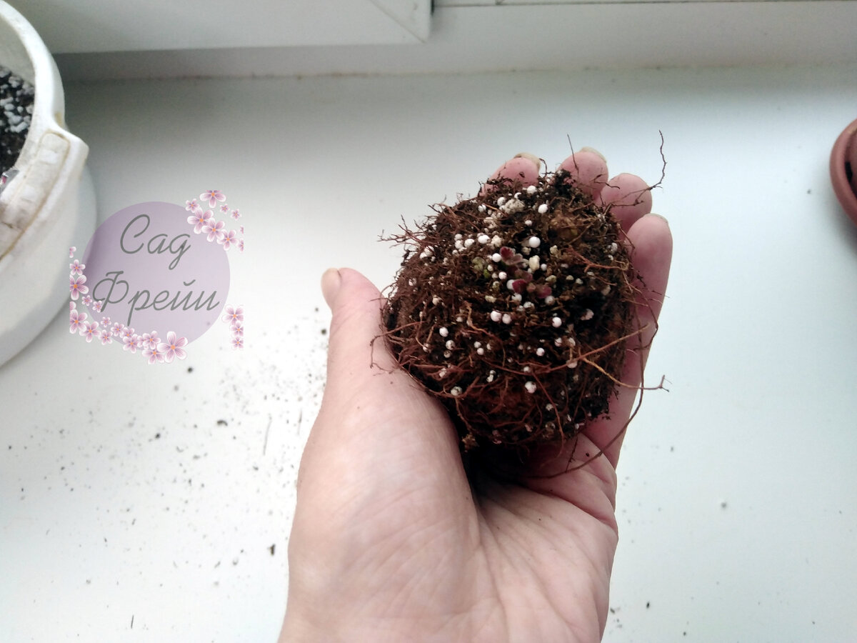 Клубень с проснувшимися ростками