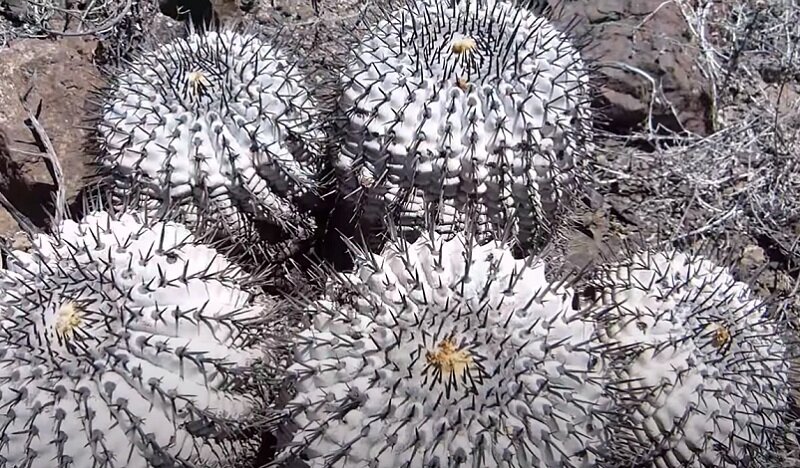 трипсы на кактусах. какие удобрения нужны для кактуса мамилярия. кактусовая вода в косметике. кактус бочонок. полив суккулентов.