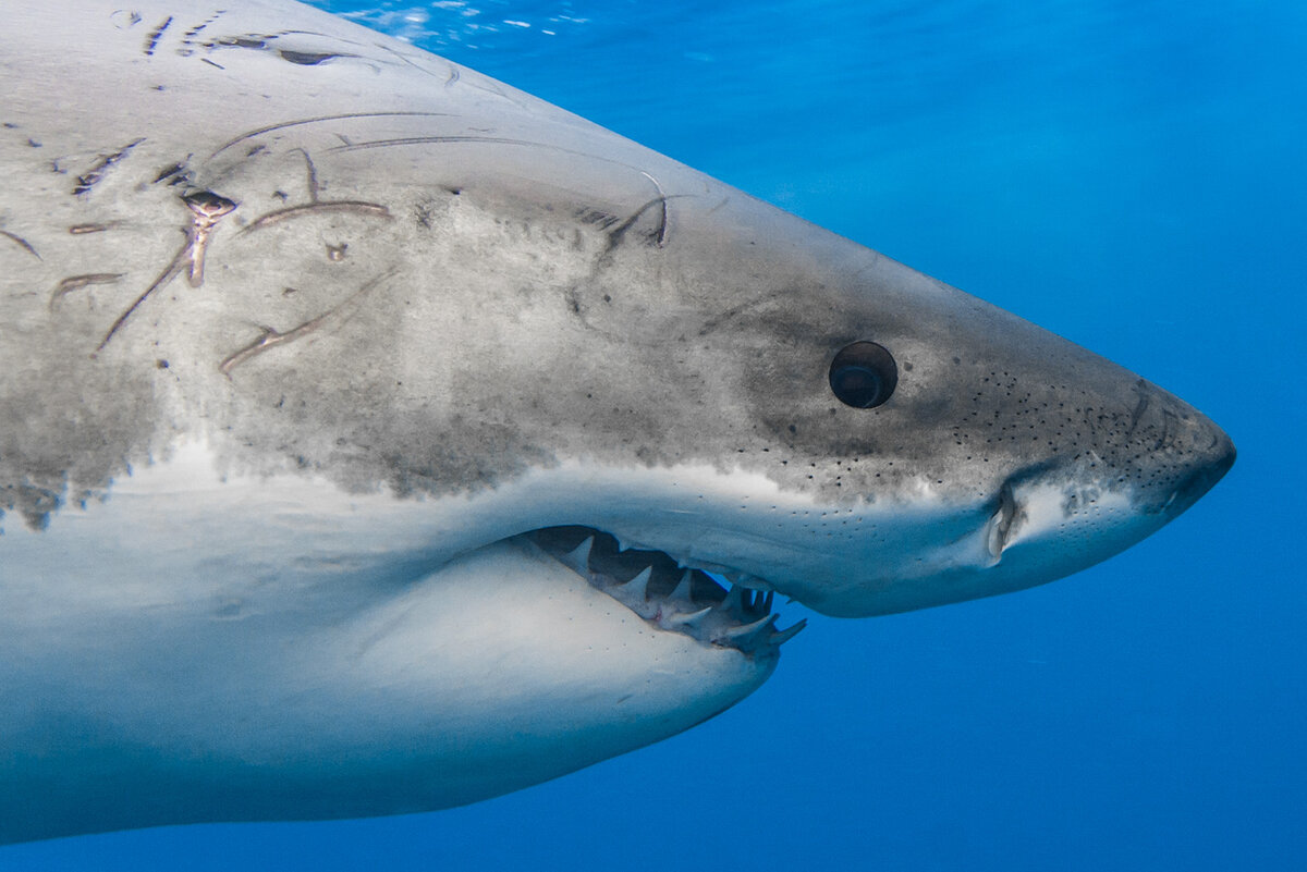 Акула млекопитающая. Carcharodon carcharias. Great White Shark , Carcharodon carcharias,. Большая белая акула (great White Shark). Белая акула Carcharodon carcharias фото.