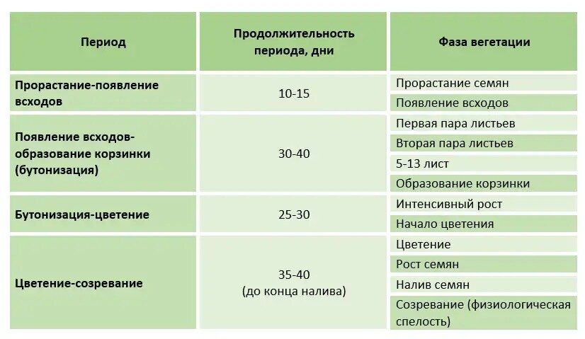 Когда начинается вегетационный период. Фазы вегетации подсолнечника. Фазы развития подсолнечника. Фазы развития подсолнечника по дням таблица. Технология возделывания подсолнечника таблица.