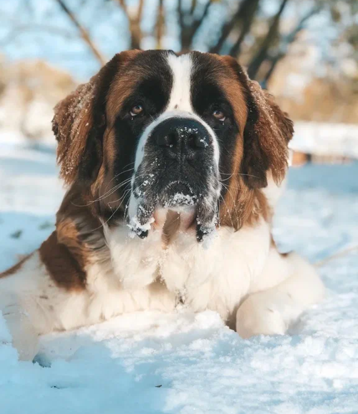 Сенбернар.