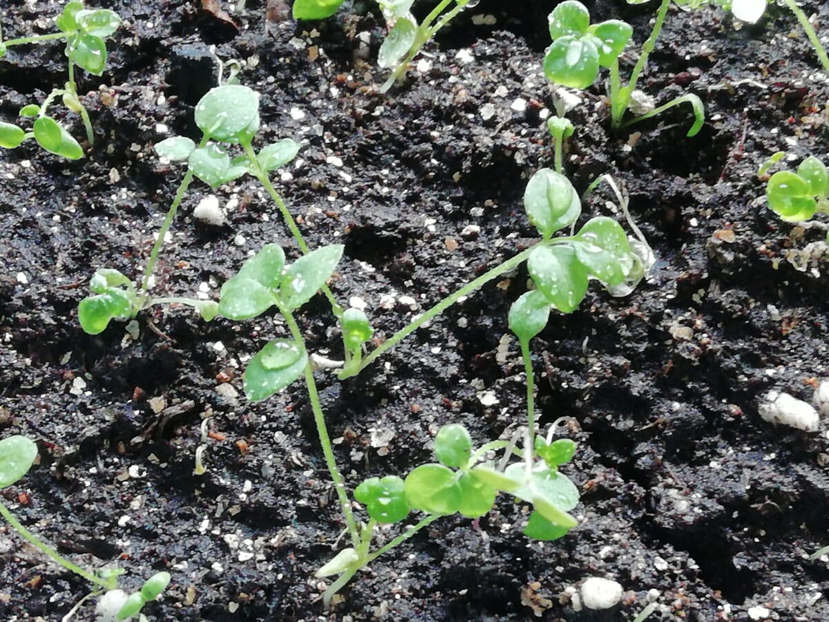 Сеянцам синюхи ровно месяц. Март 2022, фото моё.