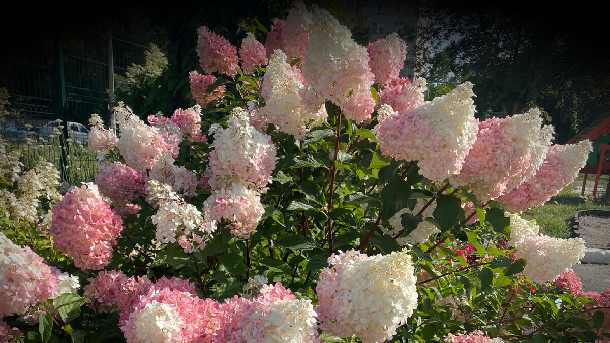 как проводить обрезку гортензии