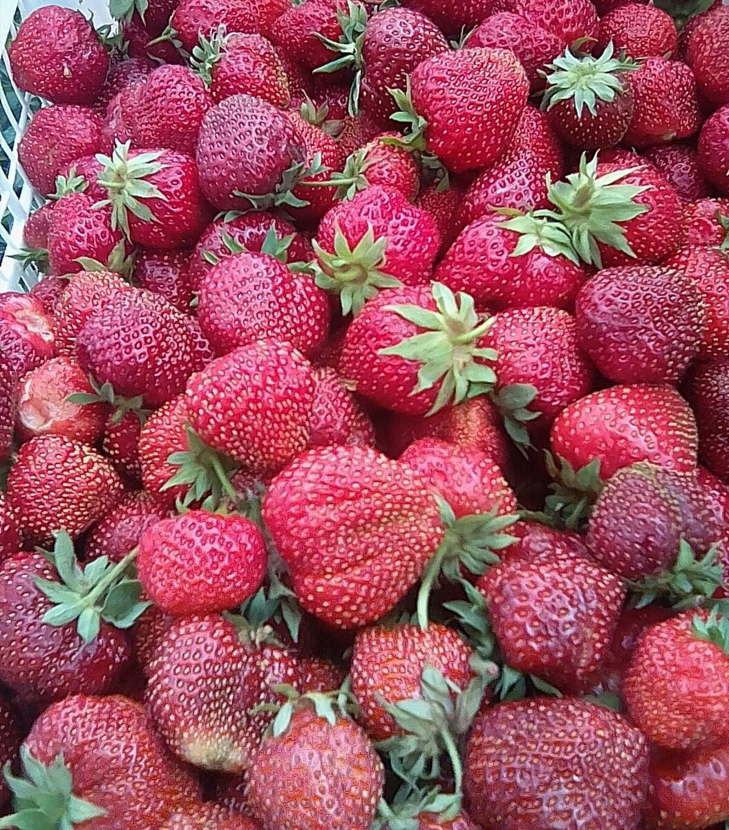 Урожай клубники радует. 