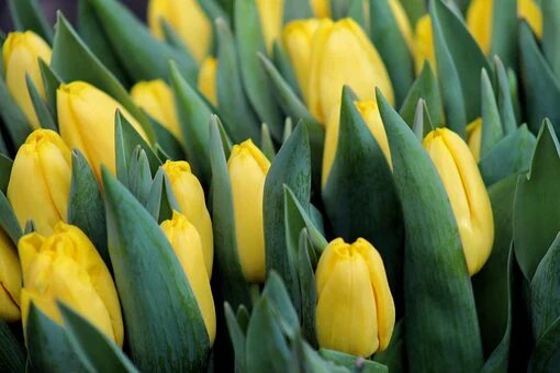 Из свободного источника Интернет