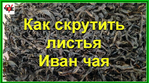 Как скрутить листья Иван чая своими руками