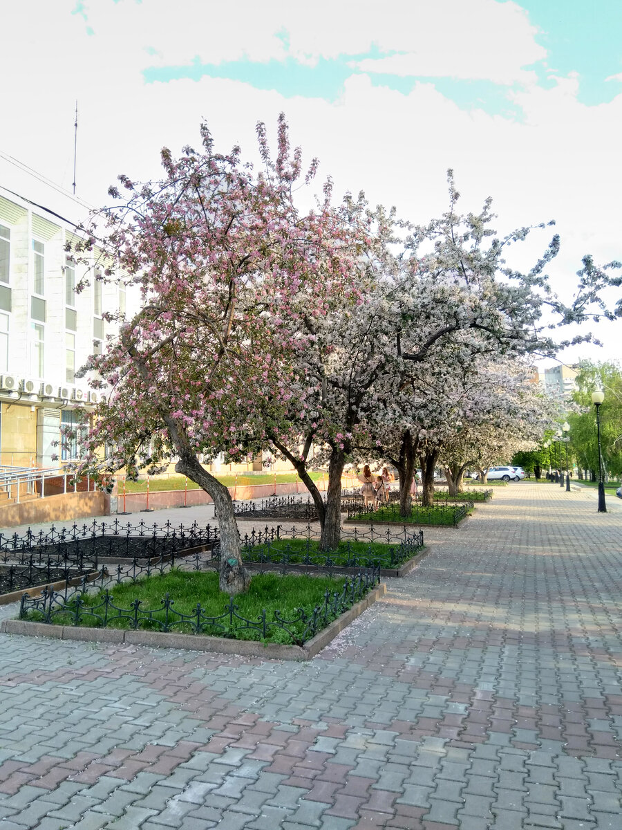 Фото автора. Яблоневый цвет