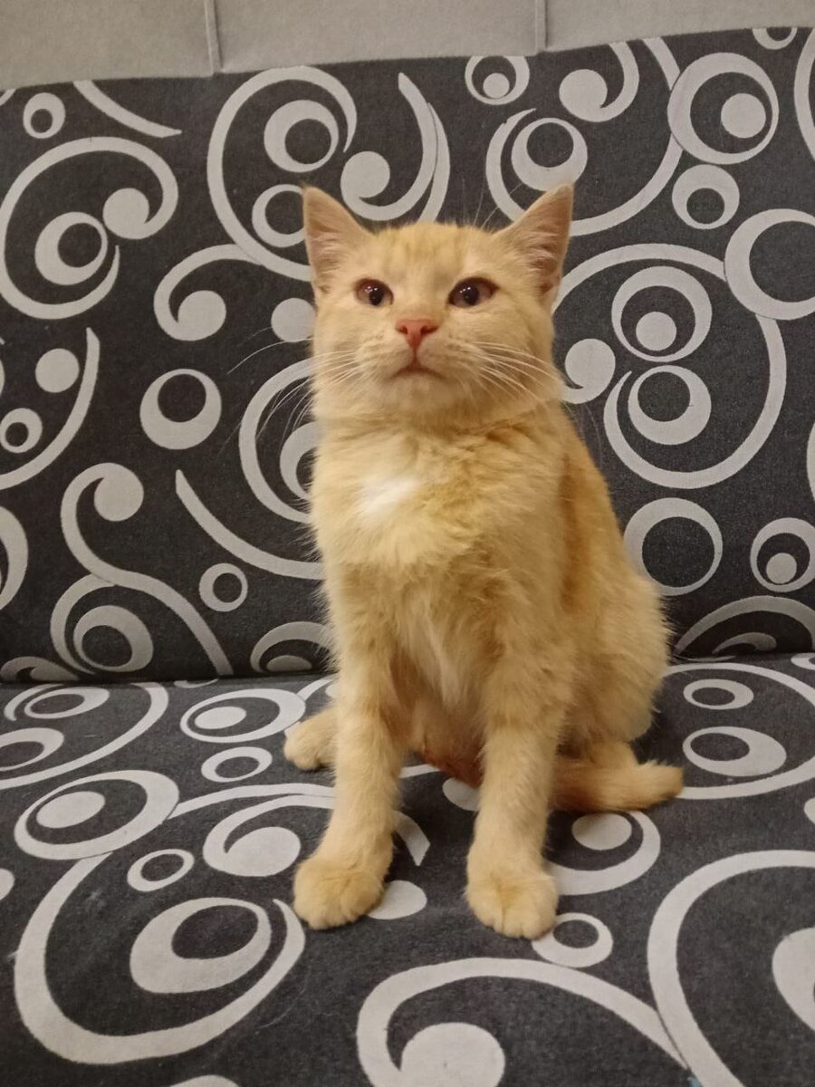 рыжей малышке 4 месяца, ее привезли домой из садоводства