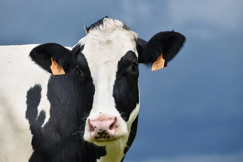 Чтобы расширить горизонты своего приусадебного участка, стоит попробовать разводить молочных коров. Коровы будут обеспечивать вас и вашу семью домашним молоком и молочными продуктами.