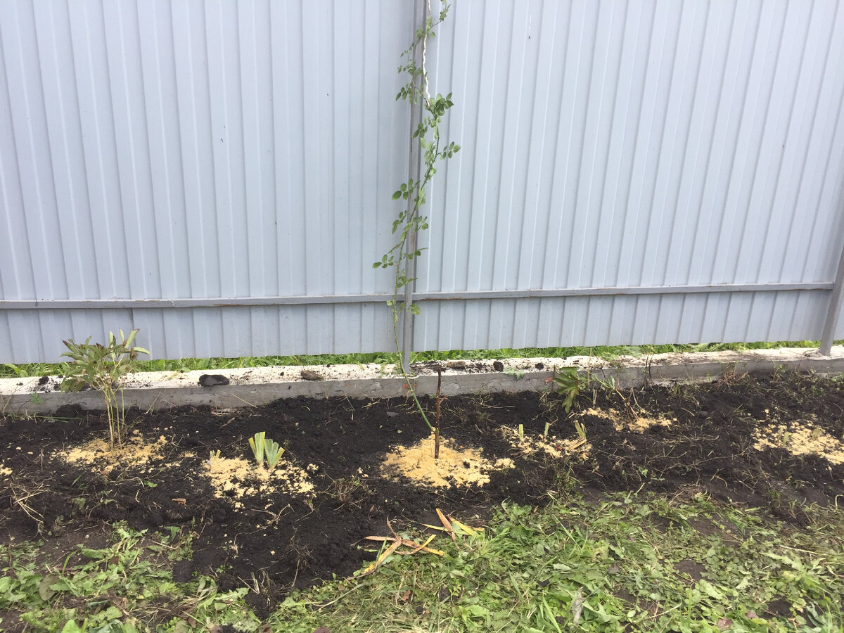 Начинаю осваивать территорию под клумбу