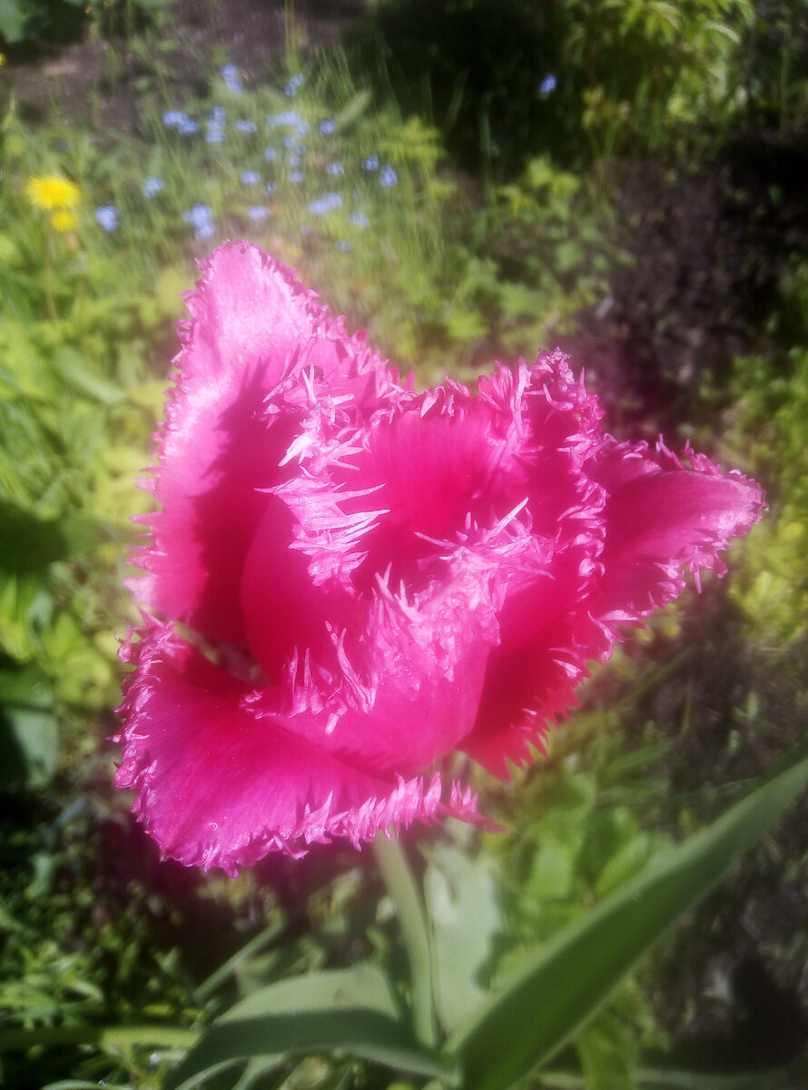 До сих пор тюльпаны в цвету