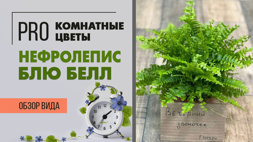 Нефролепис Блю Белл - компактный сорт папоротника | Совершенно неприхотливый вид нефролеписа