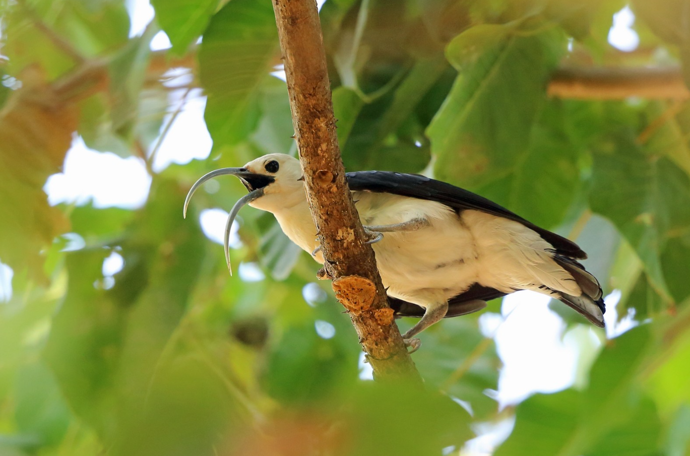 Серпоклювая ванга: Вывернула свой клюв, чтобы спасать деревья. Птица из Мадагаскара, что с хирургической точностью удаляет вредителей6