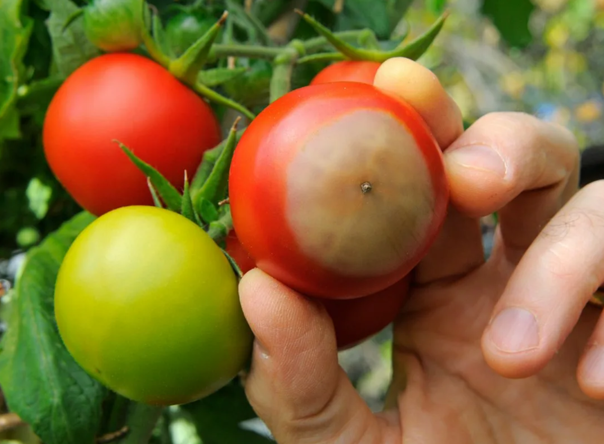 Начинающаяся вершинная гниль на томатах (источник фото: mr-ogorodnik.ru)