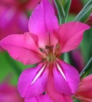 Гладиолус византийский