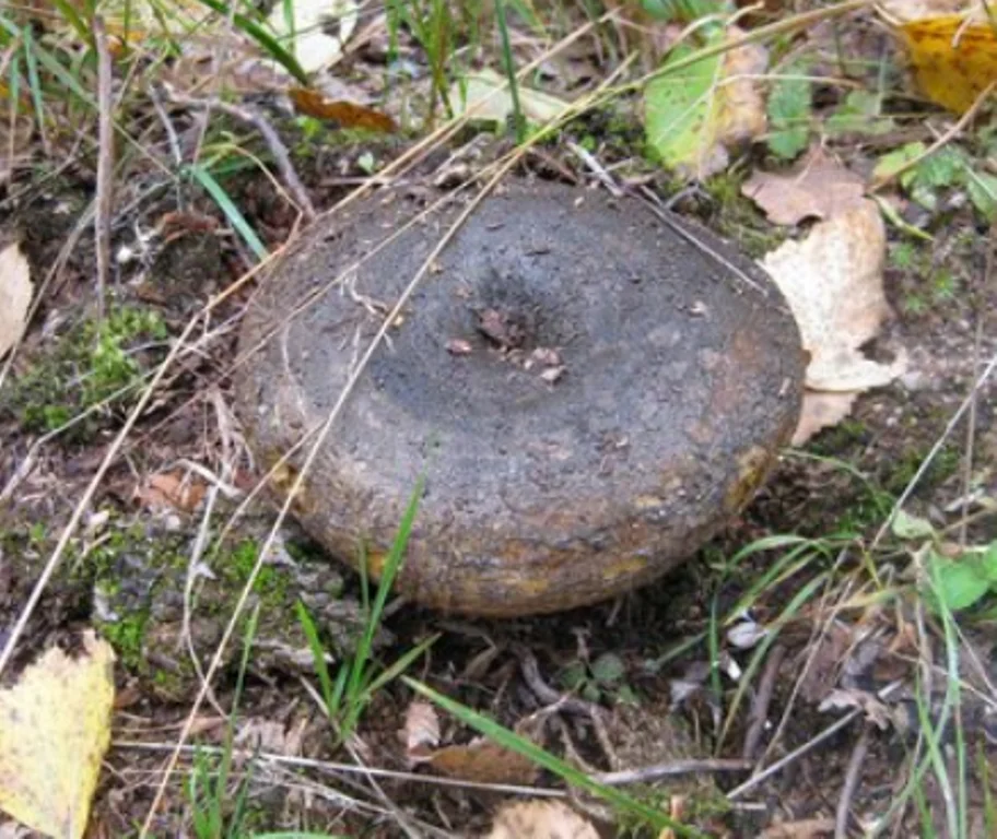 Автор фото Сергей Шелешнев