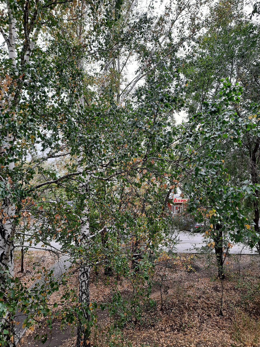 Ветер и дождь