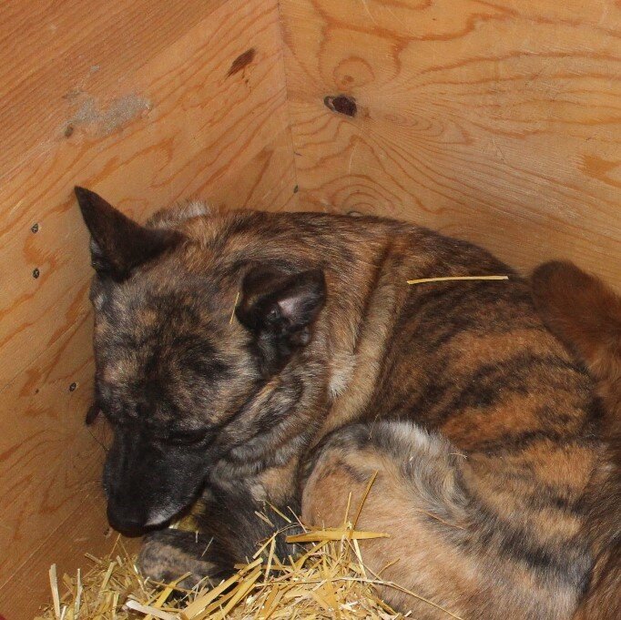 такой Поля  попала в приют