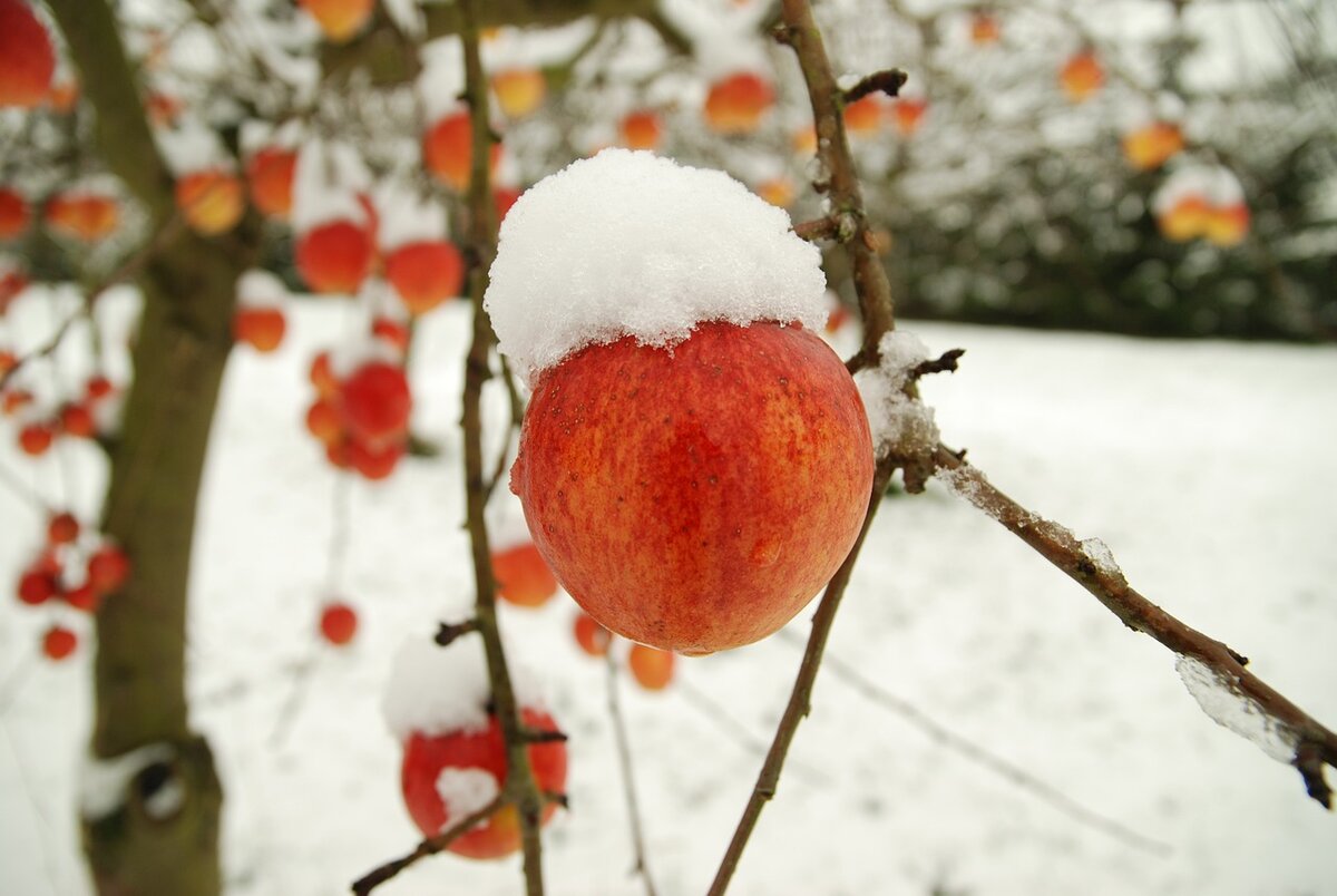 Фото: pixabay.com