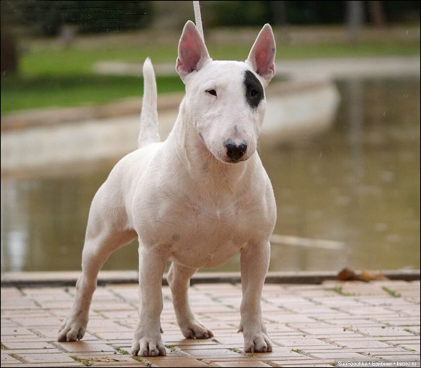 Бультерьер 