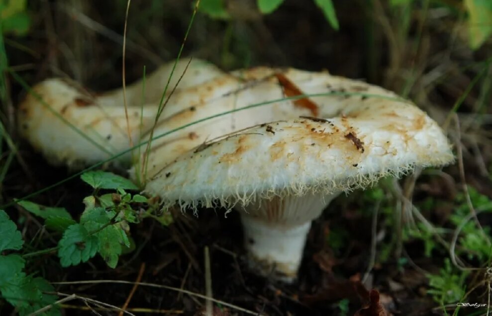 Груздь настоящий