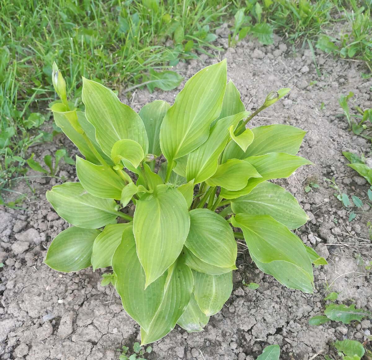 Безымянная, таких 2 кустика.Личное фото.