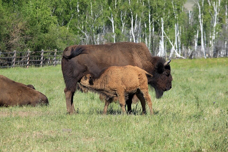 Причины уменьшения численности
