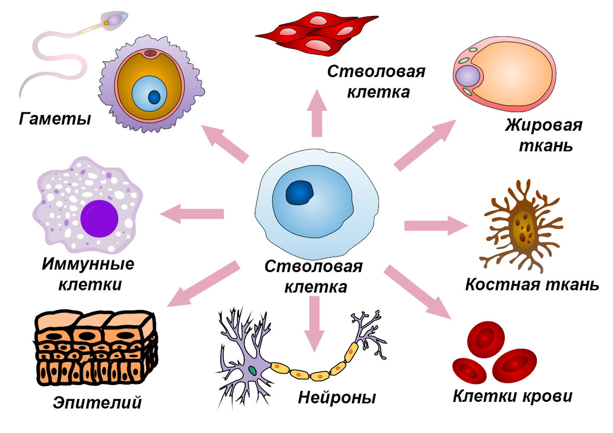 Что такое стволовые клетки для волос