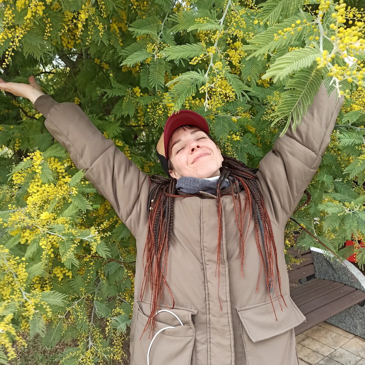 благоухающая мимоза в Сочи парке