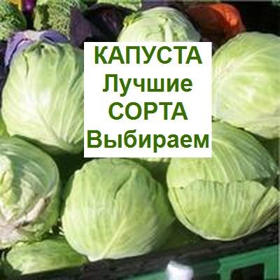 лучшие сорта капусты белокочанной