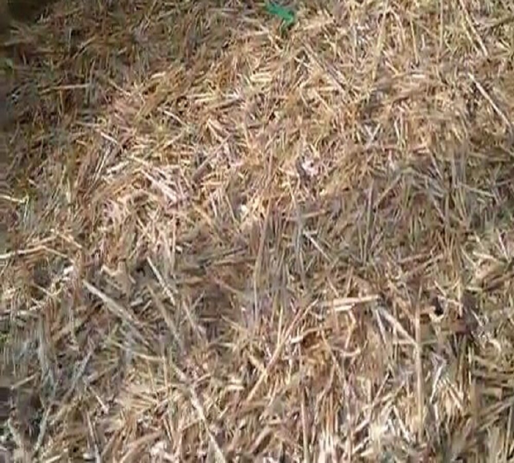 Мульчирование