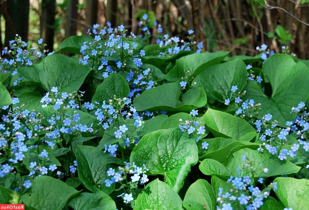 Бруннера сибирская.