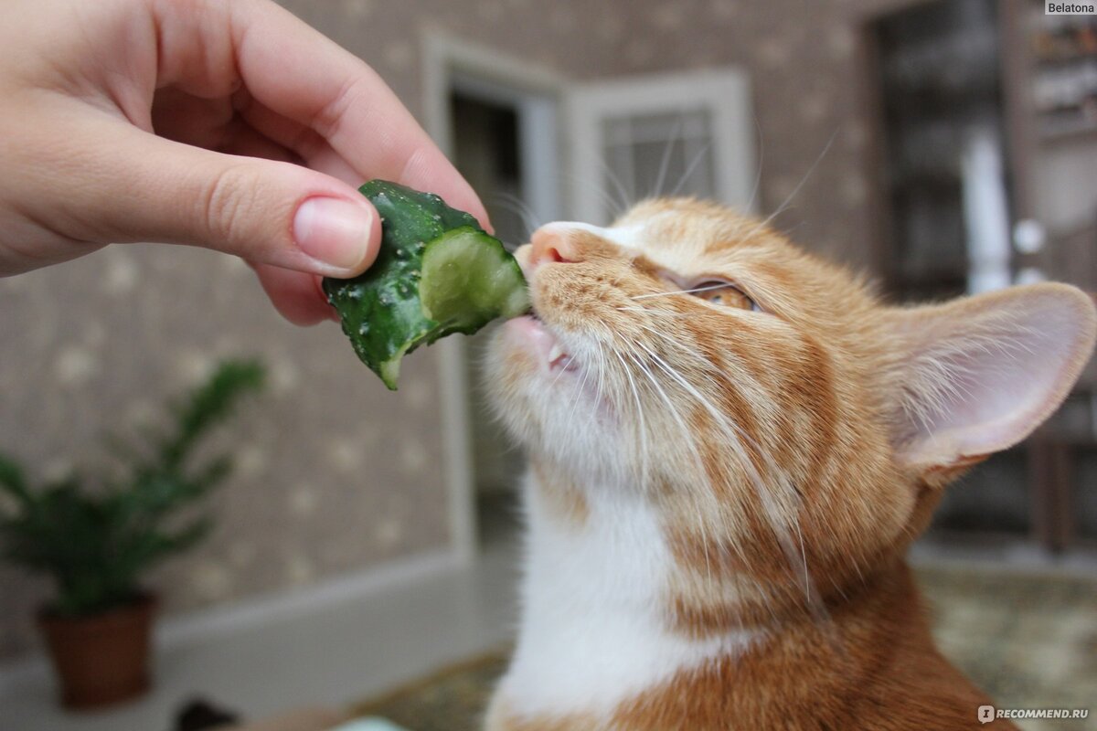 Фото из интернета.