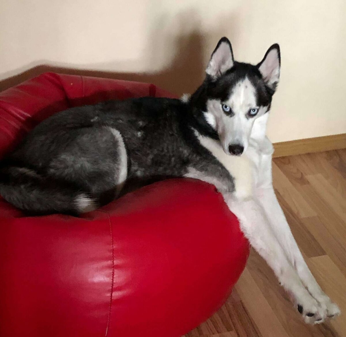 Не собака, а - красота...